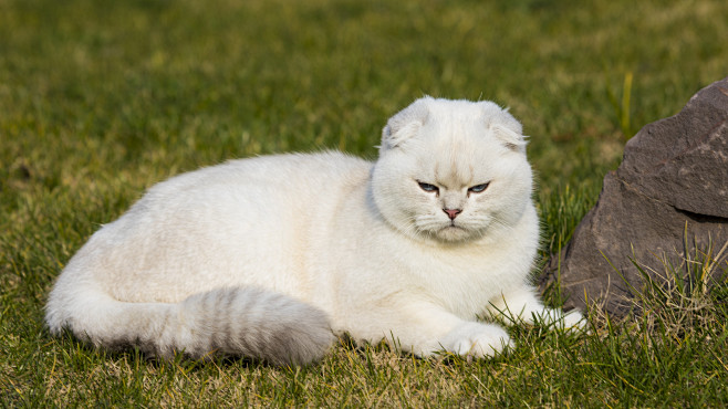 苏格兰折耳猫苏折银渐层