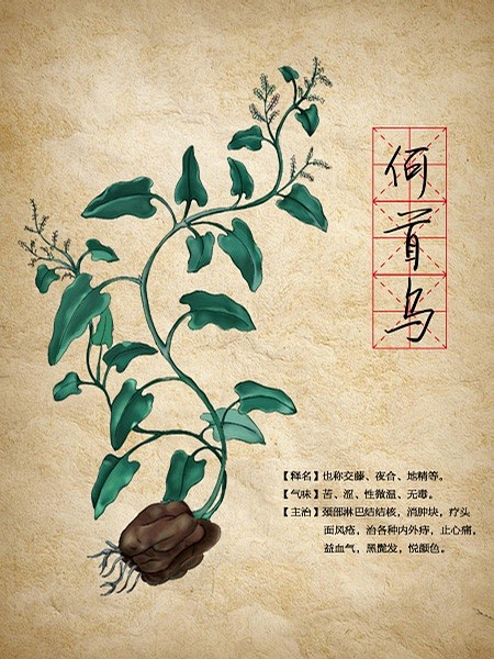 何首乌-本草纲目