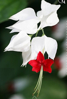 清新=淡雅采集到花朵