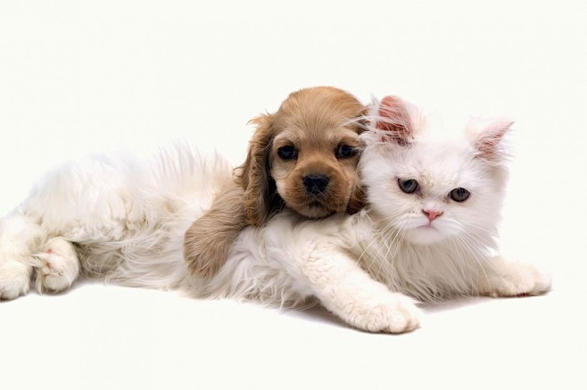 呆萌猫咪与可爱狗狗亲密生活照片