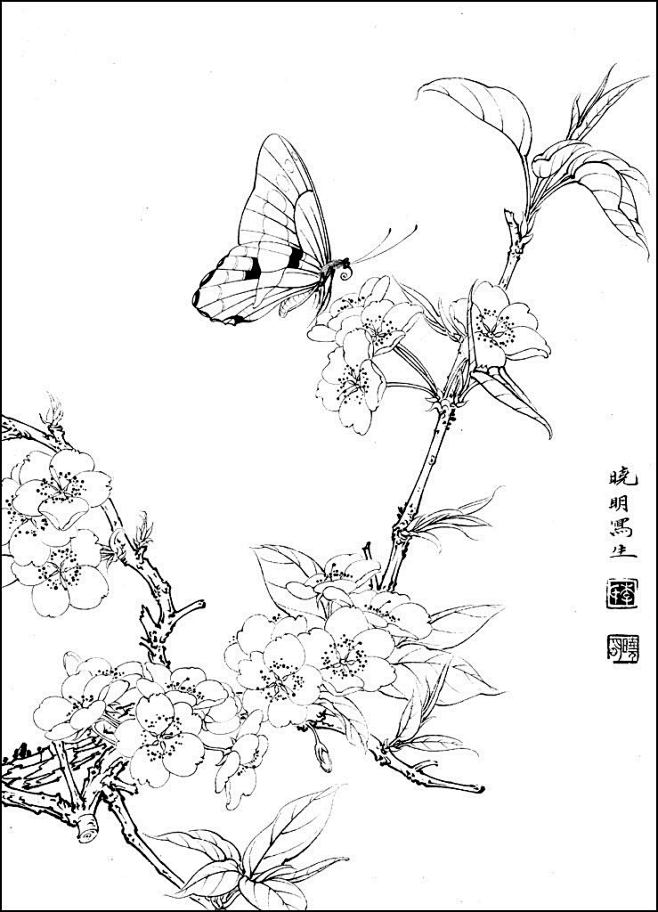 梨花蛱蝶jpg