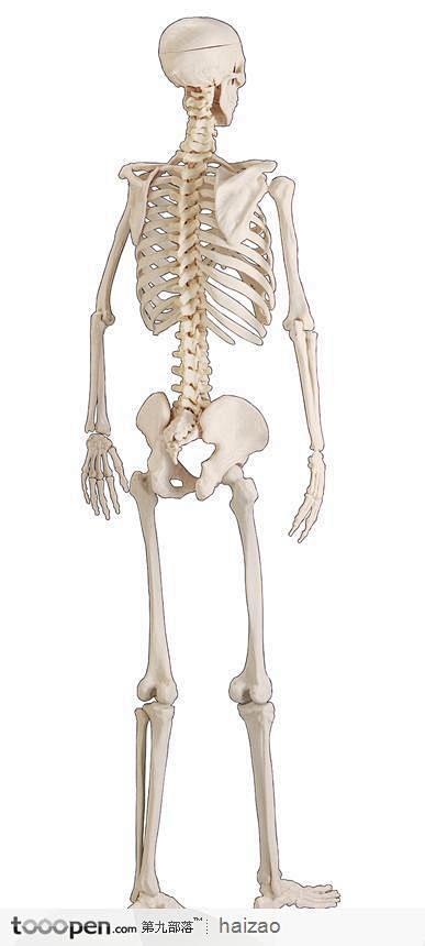 人体骨架背部图片