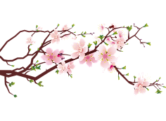 paddy_lee采集到那些花儿