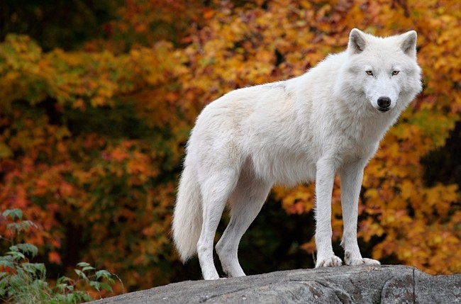 野生动物狼图片高清图片下载