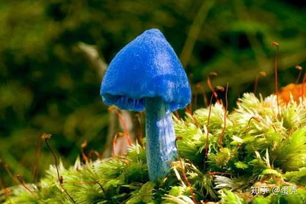 蓝绿乳菇