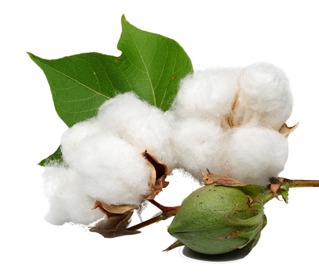棉花