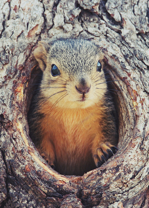 easternfoxsquirrelandrescadena