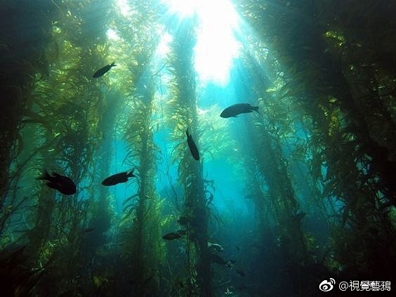 巨藻海底森林图片大型褐藻巨型海带海底海藻森林照片在水里看岸上的树