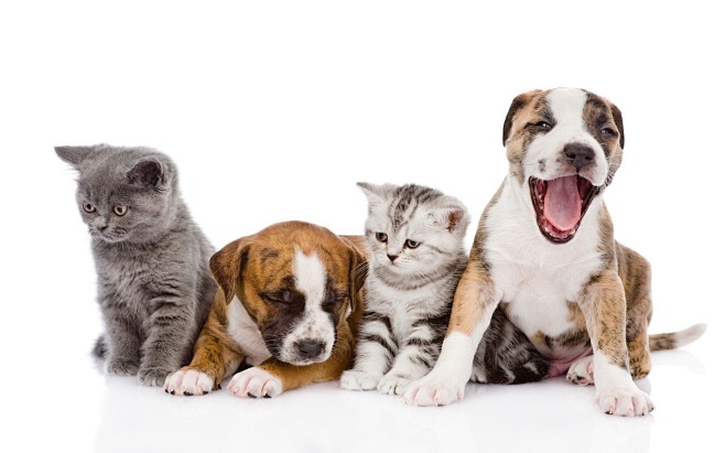 general1920x1200whitebackgroundanimalsdogcatbabyanimals