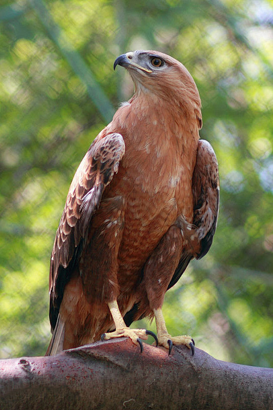 鹰形目鹰科鵟属棕尾鵟