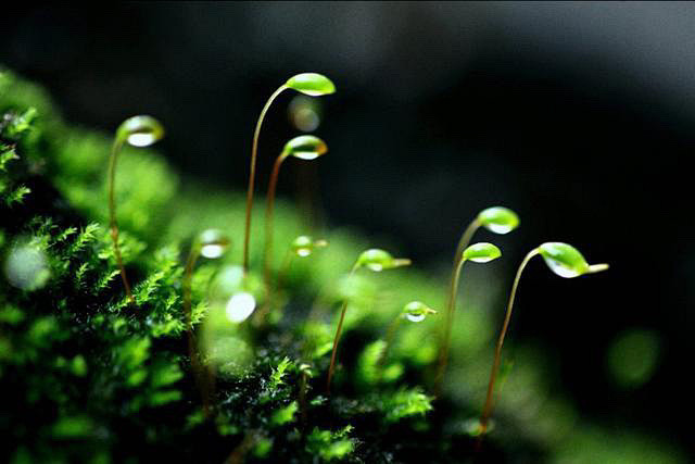 苔花如米小