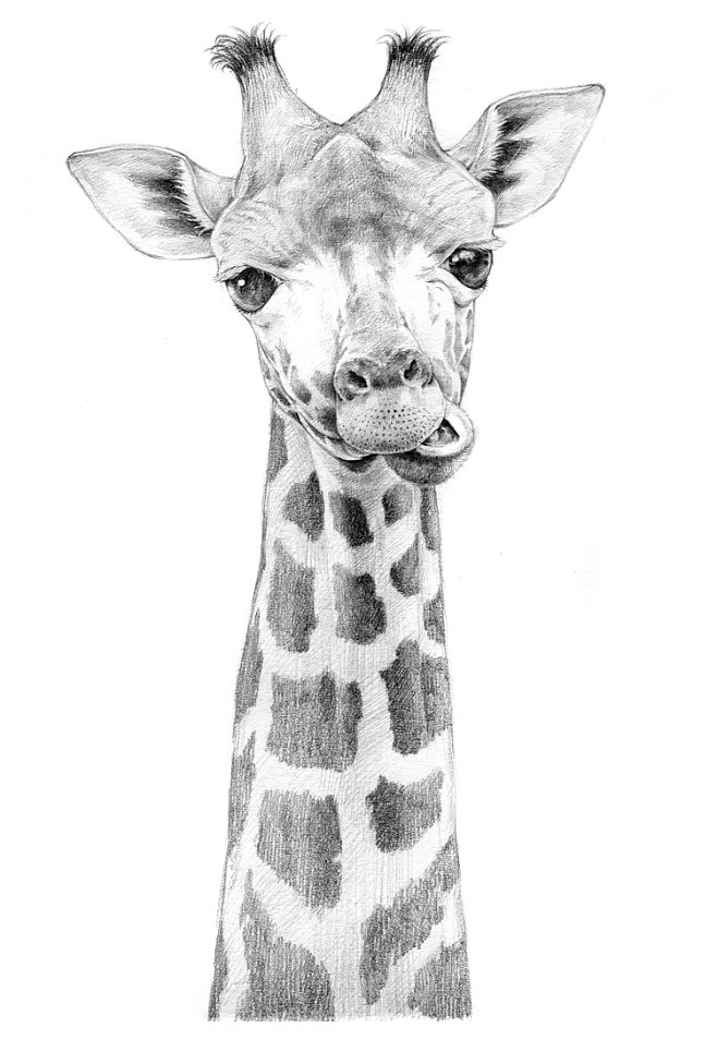 长颈鹿的画法素描图片