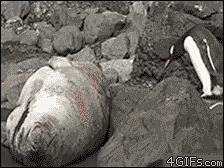 微微来者采集到GIF