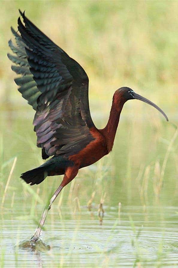 鹈形目鹮科彩鹮属彩鹮