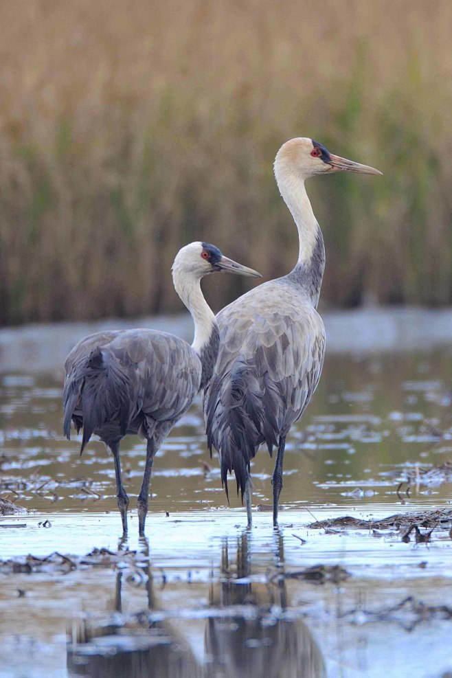 鹤形目鹤科鹤属白头鹤