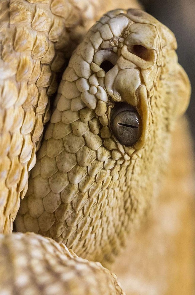 蛇目蝰蛇科蝰蛇属蝰蛇