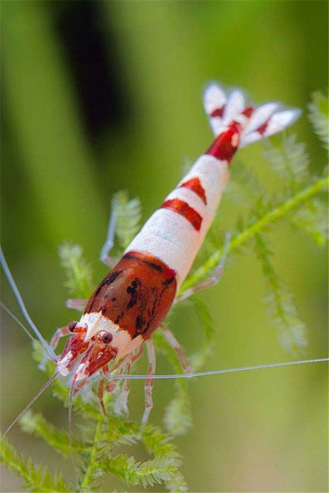 色彩斑斓的虾