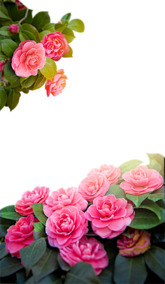 山茶花素材 花瓣网 陪你做生活的设计师 山茶 Jpg