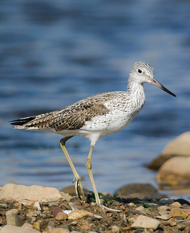 鸻形目鹬科青脚鹬