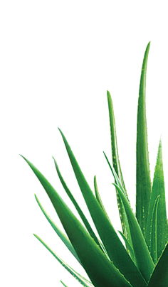 荼马采集到素材 - 植物