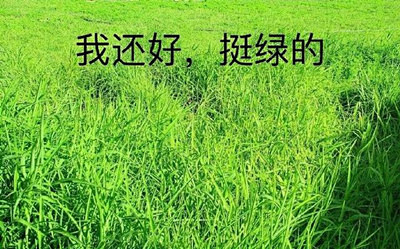 我想开了我自闭了什么梗什么意思 我想开了我