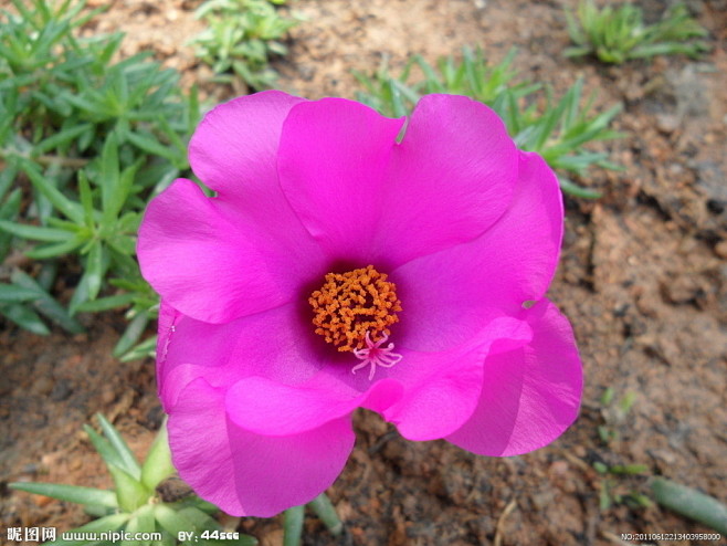 zyv0mfu0通过书签栏工具采集于2014-05-26 19:06:15太阳花图片花.