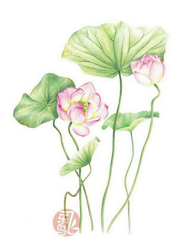 花卉植物插画手绘彩铅画色铅笔本草绘植物