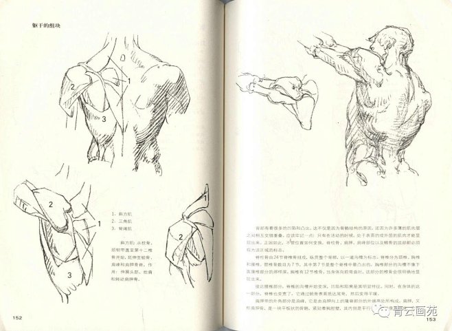 伯里曼人体结构教学