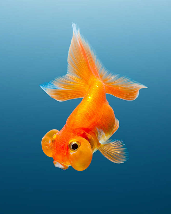 jirawatplekhongthu的黄金鱼500px