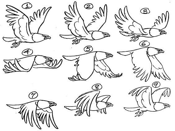 动画运动规律-花瓣网|陪你做生活的设计师 | 跑步运动规律图片_360