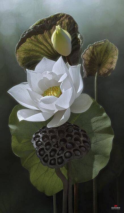 不要等到人生垂暮 才想起俯拾朝花 白莲之美