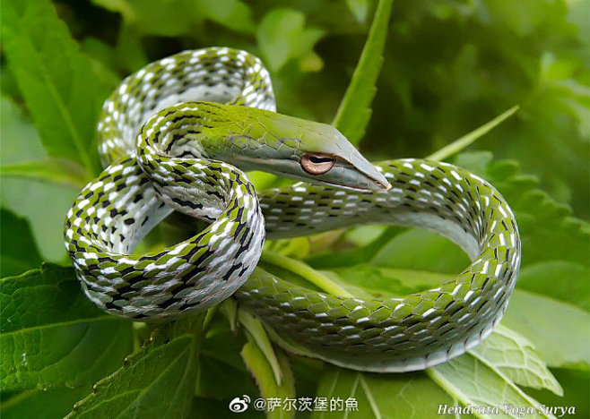 瘦蛇66为数不多拥有双眼立体视觉的蛇类双眼并视能使它们获得更好的