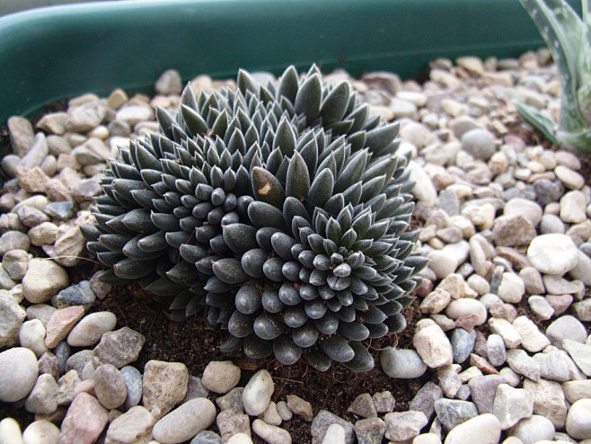 云南石莲sinocrassulayunnanensisbysucculove