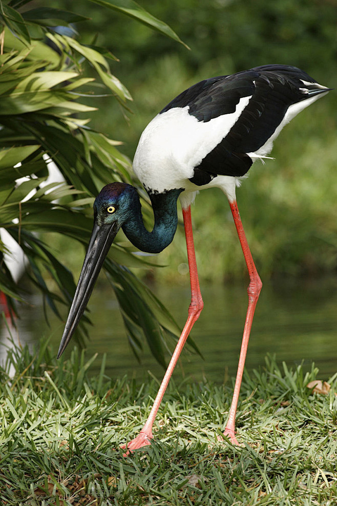 鹳形目鹳科黑颈鹳属黑颈鹳