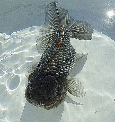 这都是什么品种的金鱼漂亮金鱼满堂河北鱼友俱乐部poweredbydiscuz