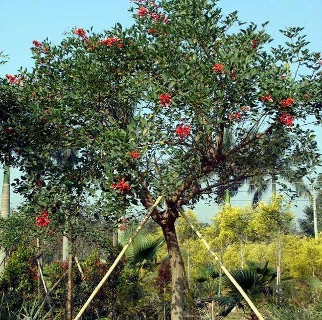 象牙红树图片