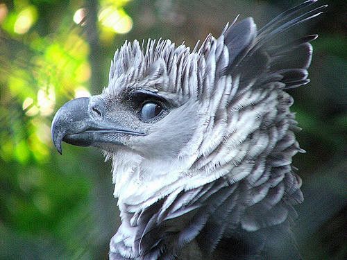 harpyeagle