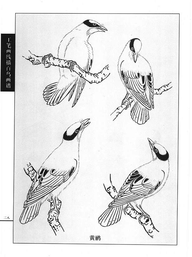 工笔画线描动物画谱之飞禽篇黄鹂