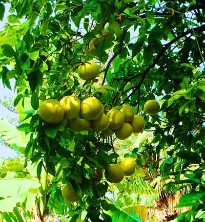 grapefruittree
