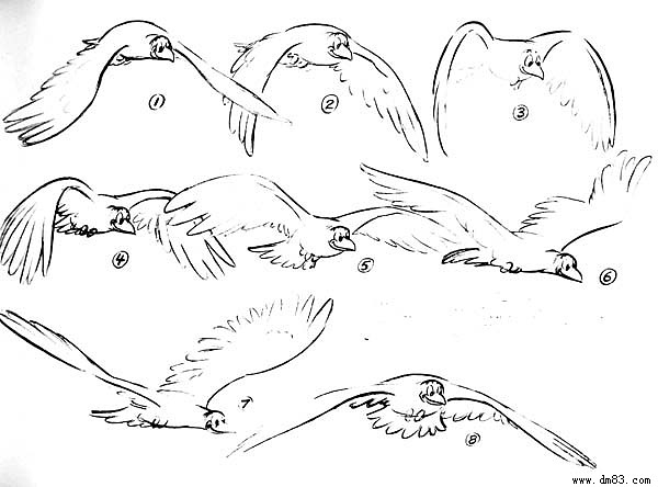 鸟飞动画运动规律图片