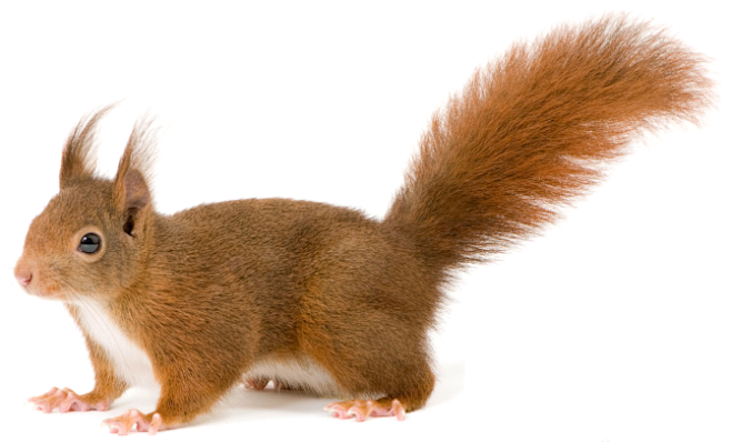 采集1喜欢评论查看来源 pngimg.