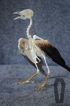 缺货站立收翅八哥鸟骨骼标本真骨动物骨骼标本自由的骨头淘宝网