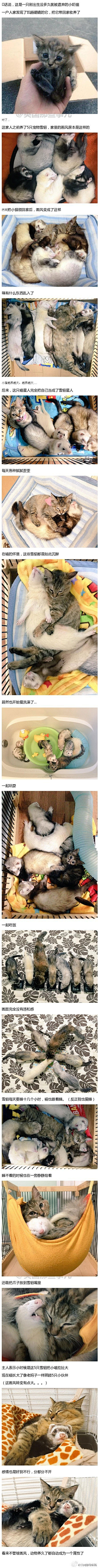 程映嘉采集到喵 · 图片
