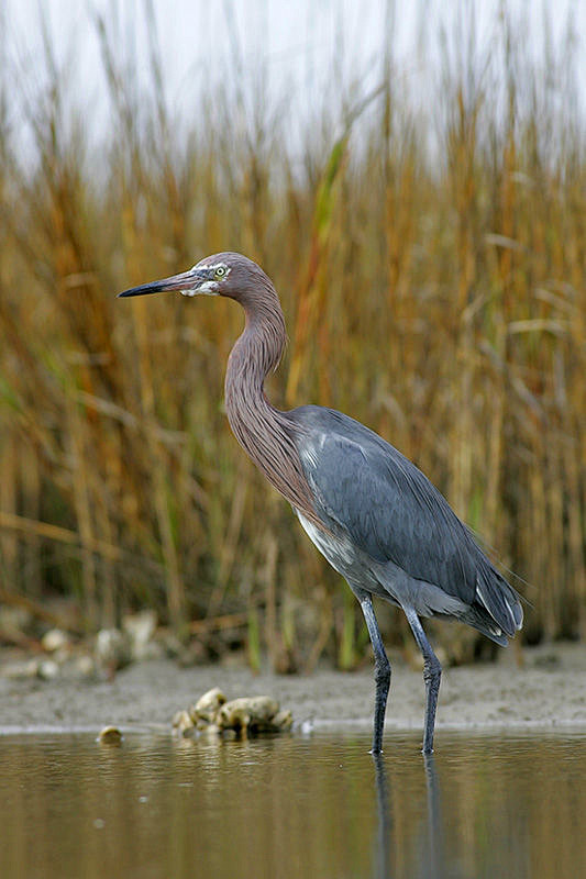 鹈形目鹭科白鹭属棕颈鹭