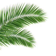 淘小菲采集到花草