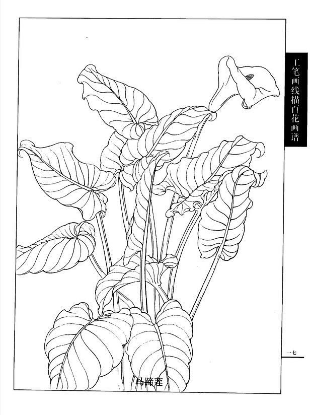 工笔画线描百花画谱春夏篇马蹄莲