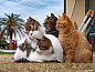 猫岛上的大佬们

photo by simabossneko
