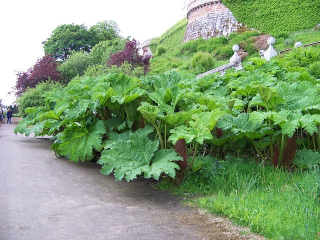 gunneramanicata大叶蚁塔