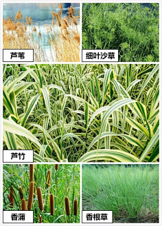 木槿轩采集到海绵城市