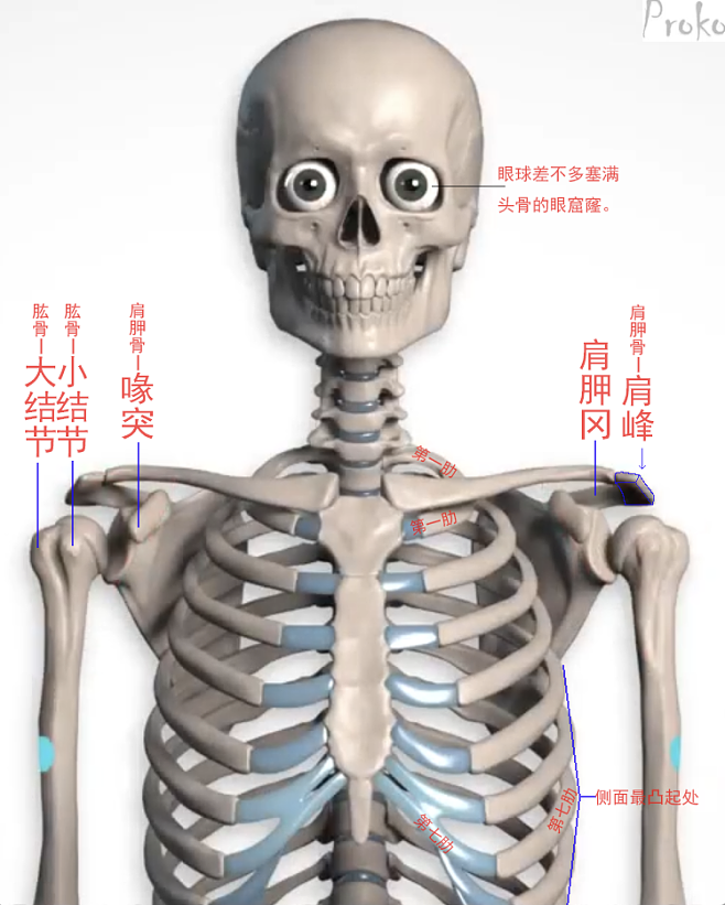 人体肩胛骨骼结构图图片